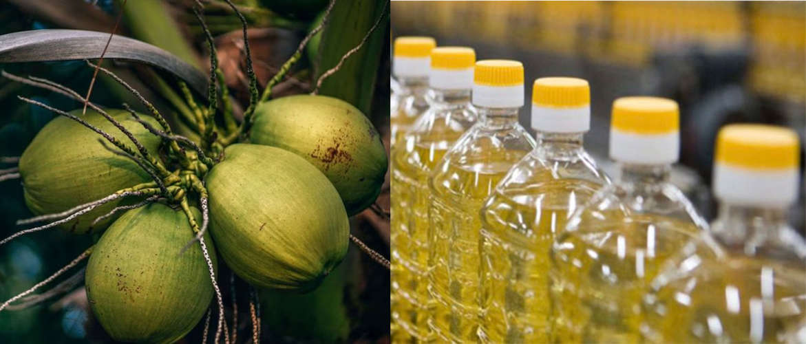 Green coconuts are getting a good price and coconut oil prices are also rising