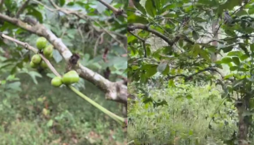 Coffee and pepper worth lakhs were stolen from government land in Wayanad