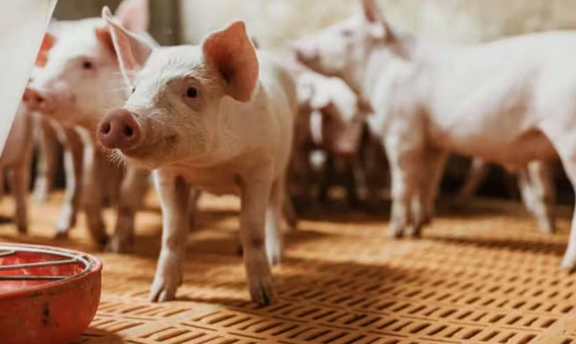 African Swine Fever Confirmed in Kottayams Koothattukulam Vazhoor Panchayats