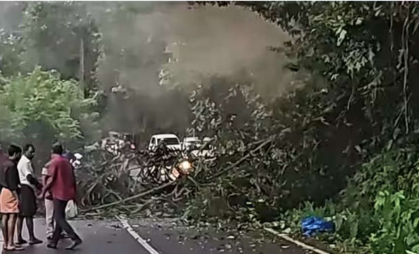 College Student Succumbs to Injuries After Palm Tree Accident