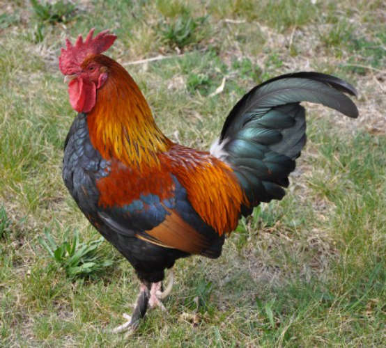 Why does the rooster crow at dawn