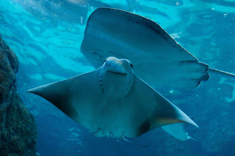 Abu Dhabi to Host International Aquarium Conference