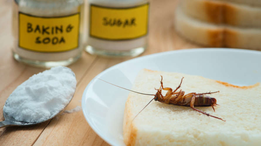 A spoonful of sugar is enough to drive cockroaches out of the kitchen