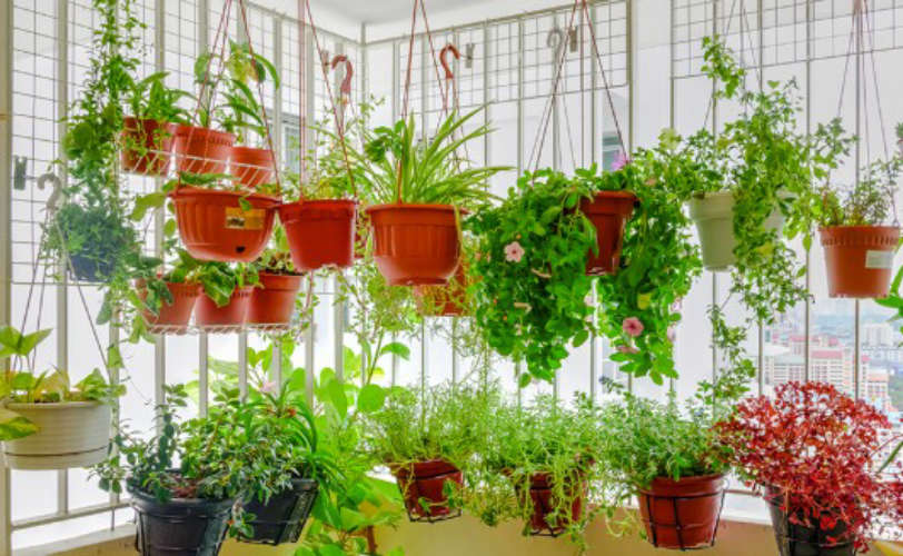How to set up a baby kitchen garden in a small apartment