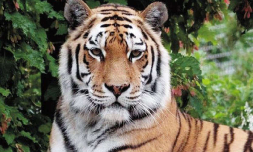 Tiger Attack in Vandiperiyar Forest Officials Investigate