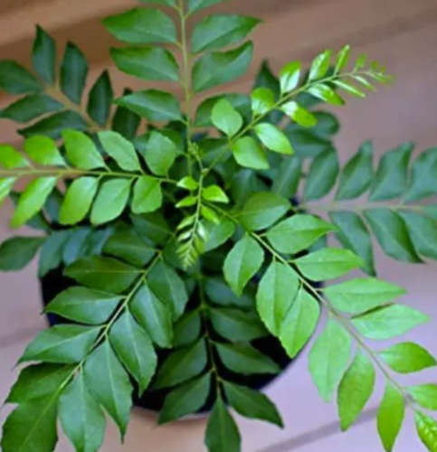 Never take curry leaves for granted Its properties are amazing
