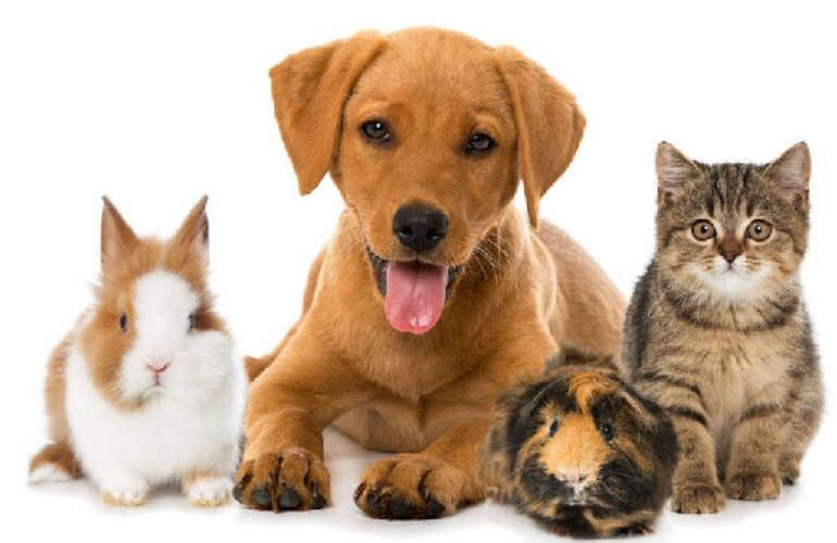 Mandatory Pet Registration in Abu Dhabi Starts February 3