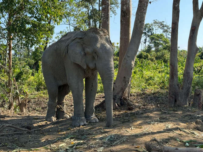 Vantara-20 Elephants Rescued fromExploitative Logging Industry