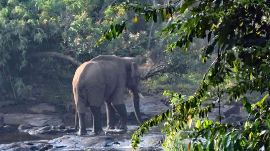 Wayanad Records Nine Human Deaths Due to Wildlife Attacks in One Year Eight Caused by Elephant Strikes