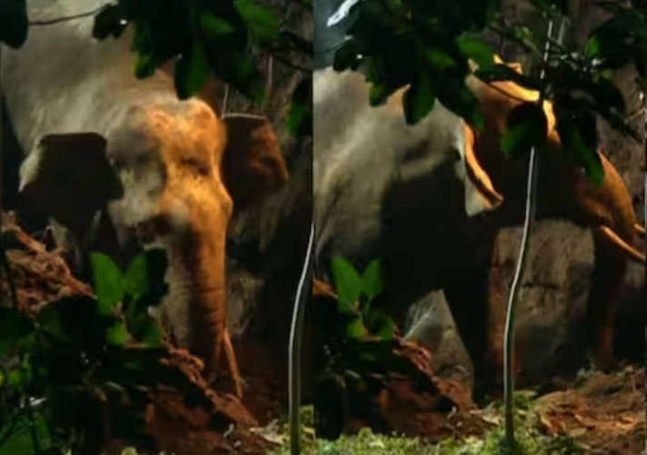 wiled elephant rescued from well in kerala malappuram