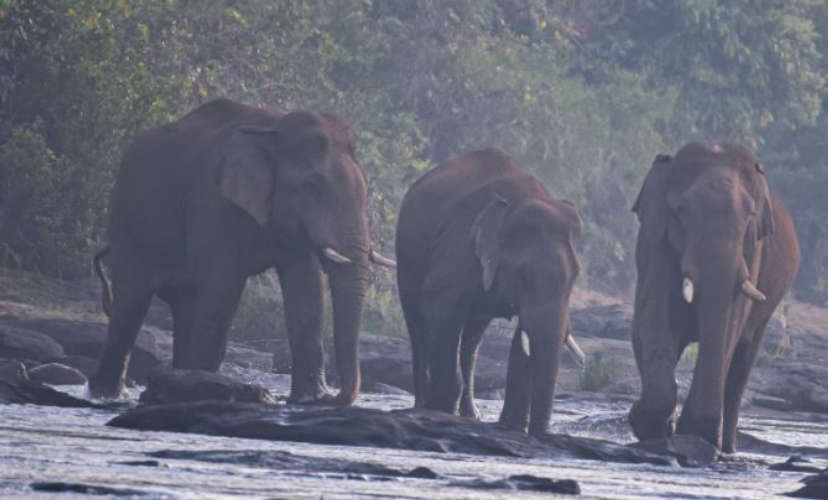 Injured Wild Elephant Euthanized in Athirappilly after Finding Near Chalakudy River