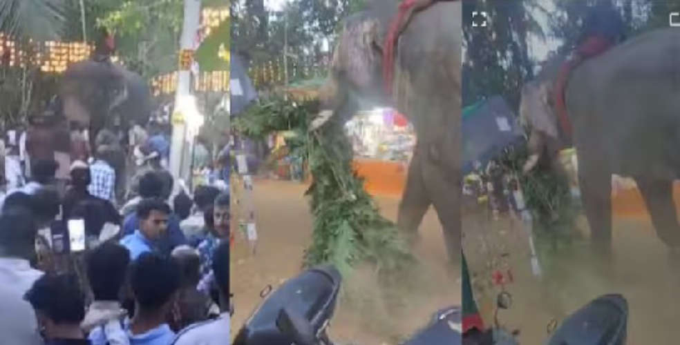 Elephant Runs Amok at Kavilakad Pooram Festival Several Injured