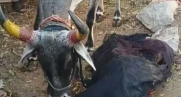 The cobra first swallowed the calf and then vomited it