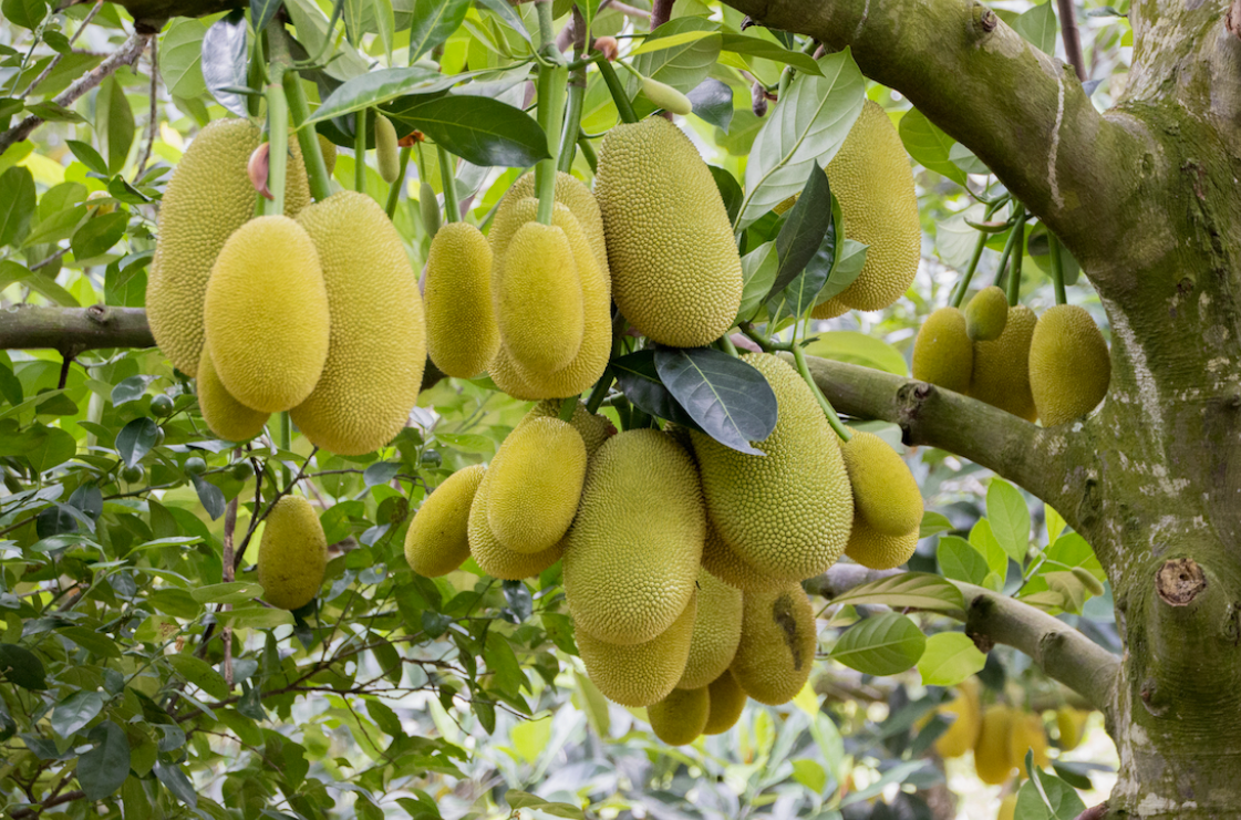 Jackfruit that bears fruit in six months
