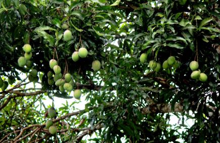 farmingtips-aboutmango-fruit-dropping-latestinfo