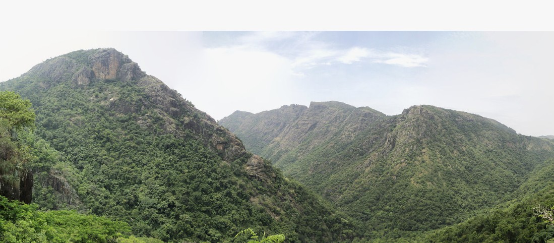 kollii.jpg