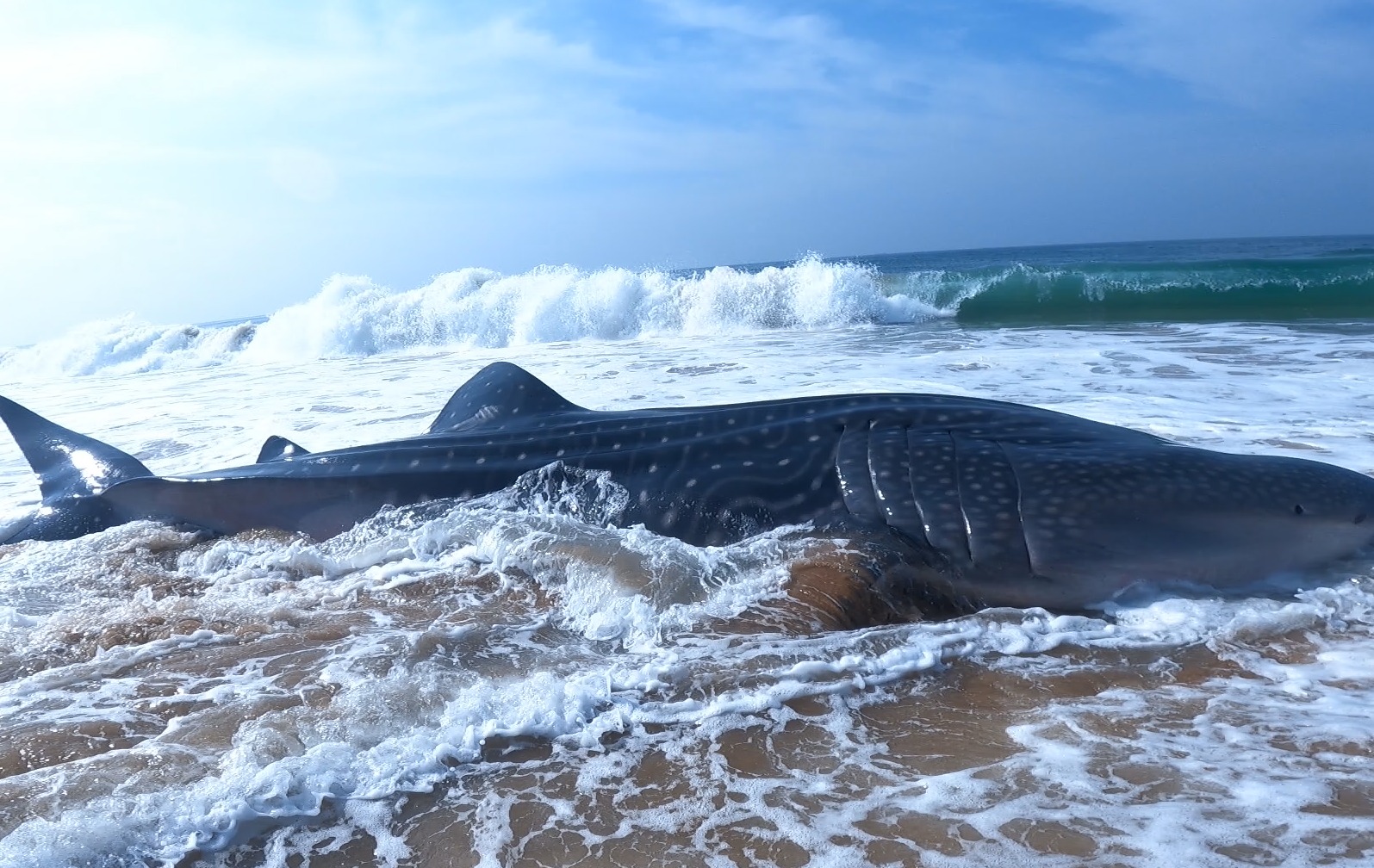 Whats Happening in the Ocean Whale Sharks Mysteriously Appearing on the Kerala Coast Signs of an Unnatural Change