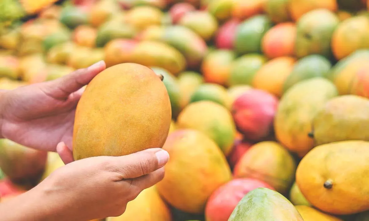How to protect mangoes from worms-there is trick-easy tips