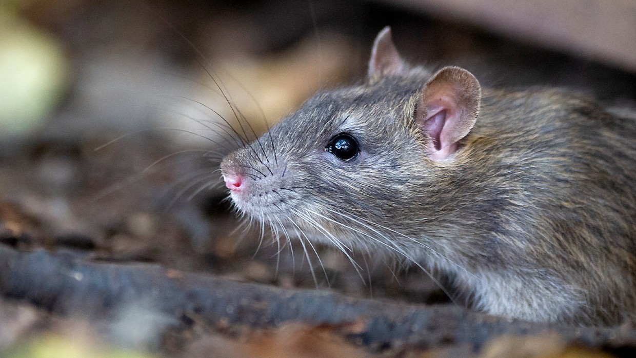 Effective Ways to Repel Rats at Home Using Natural Remedies