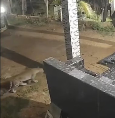 Run- I am here - Pet dog chases away tiger that sneaked into house