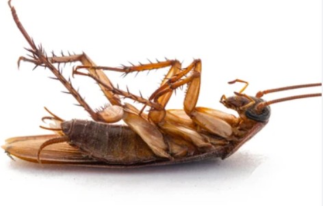 Do you kill cockroaches when you see them Also pay attention to these things