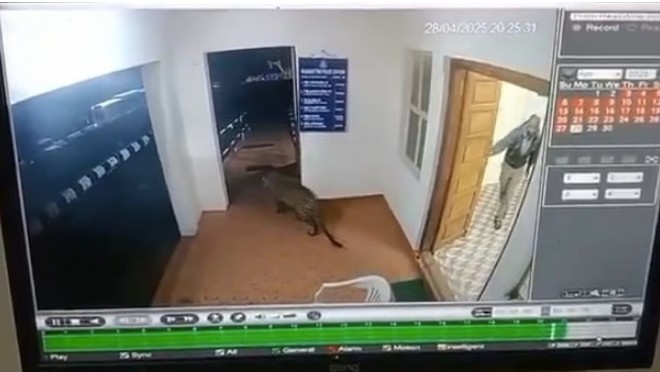 tiger enters police station coimbatore