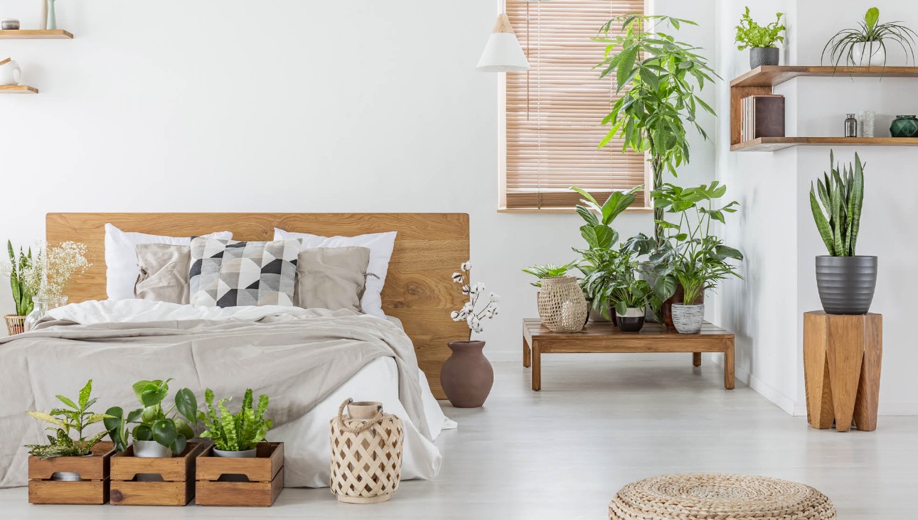 pets and plants health risks home