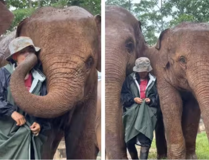 See the love of an elephant Elephants hold their owner close in the rain and thunder