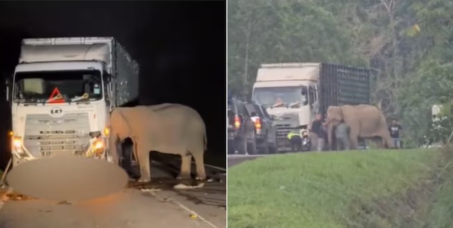 Mother elephant doesnt leave her baby who was hit by a truck and killed