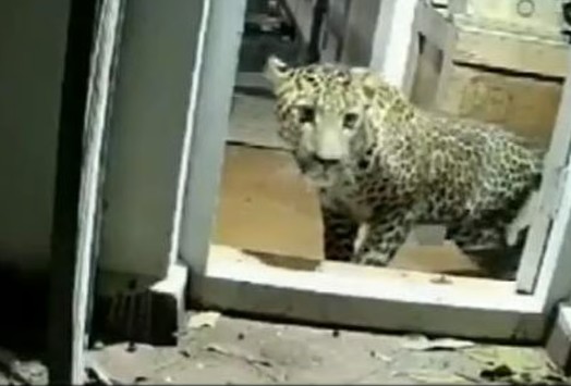 Tiger found next to three children sleeping in one bed mother woke up to hear childs cries and was shocked
