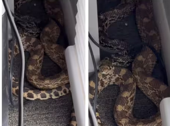 Snake Surprise in Colorado Office Viral Video Shocks Viewers