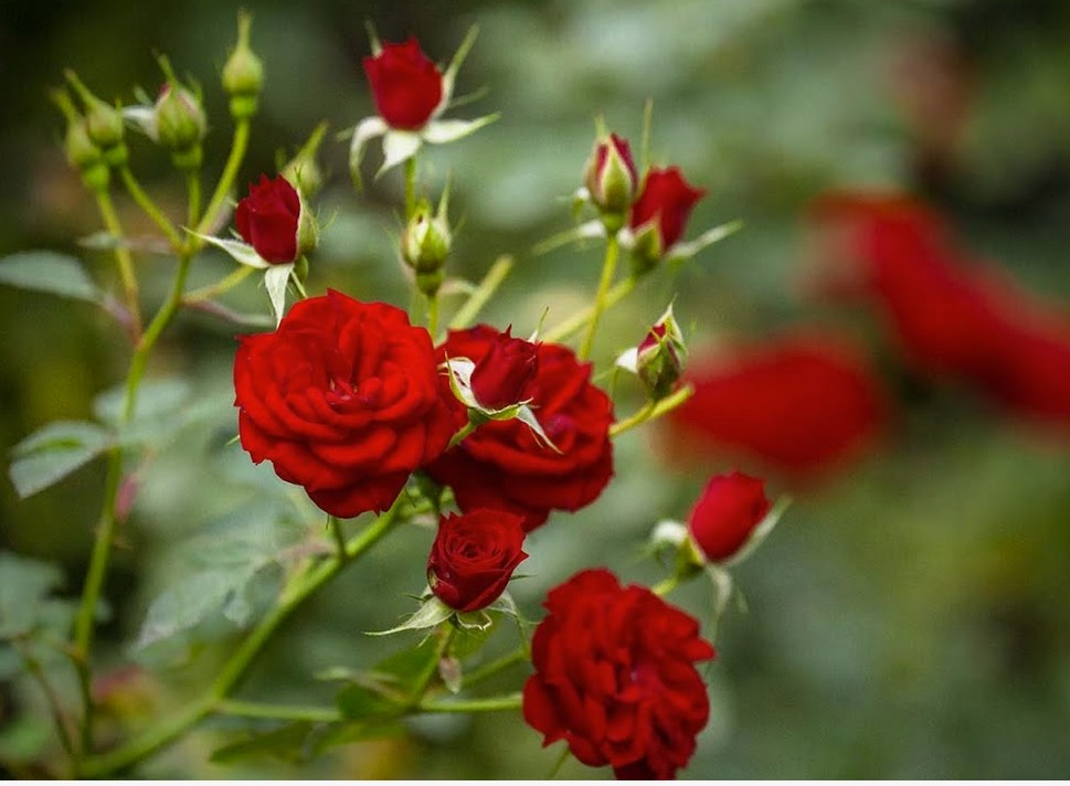 How to Revive a Wilting Rose Plant Simple Care Tips for Beautiful Blooms