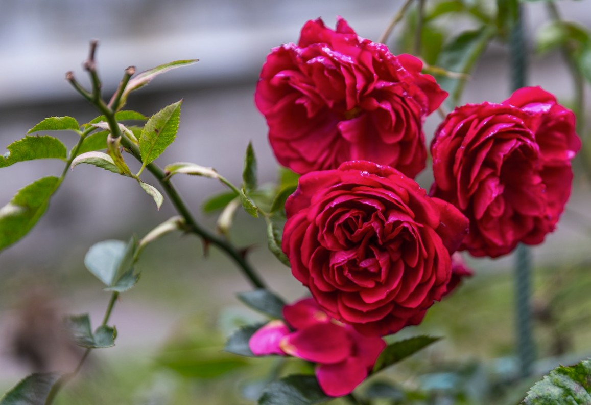 rose4.jpg