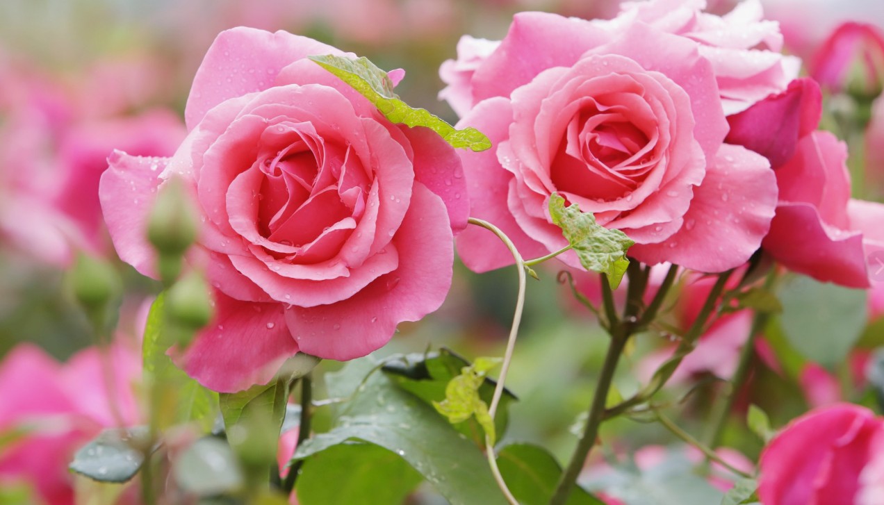 rose.jpg