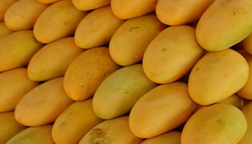 Mango Season in Kerala A Time to Relish But Stay Alert for Chemically Ripened Fruits