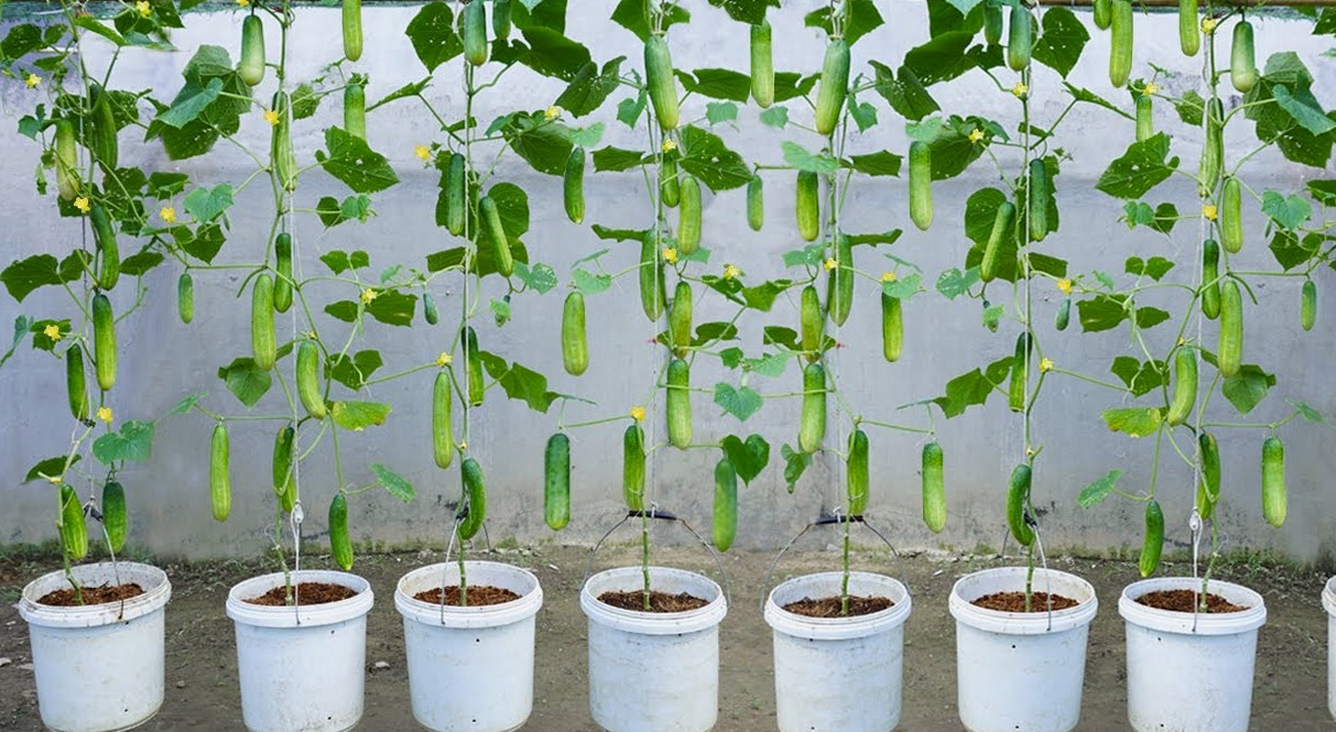 How to Grow Cucumber Vellarikka in a Pot Things You Must Know