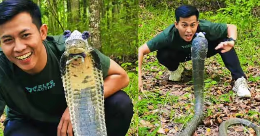 Viral Video King Cobra Wearing a Handwoven Hat Shocks Social Media