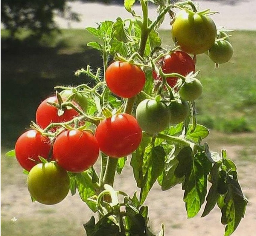 grow tomatos indoors simple tips for better sun light yield