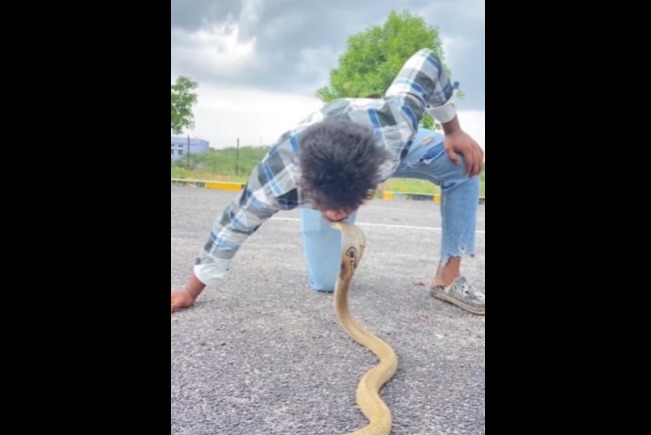 Viral Snake Video Man Kisses King Cobra Daring or Dangerous
