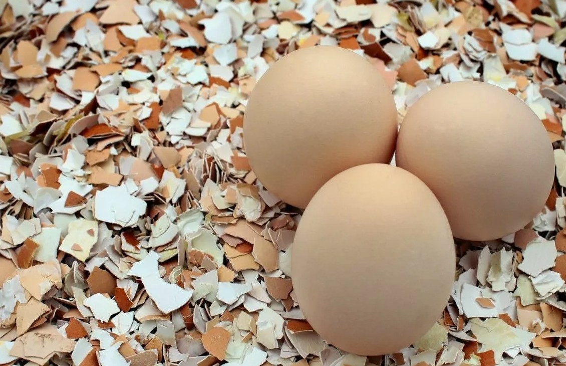 egg2.jpg