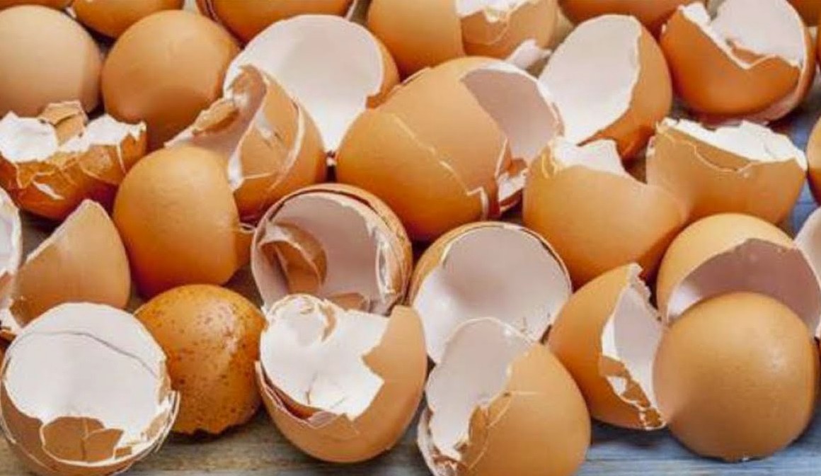 egg1.jpg