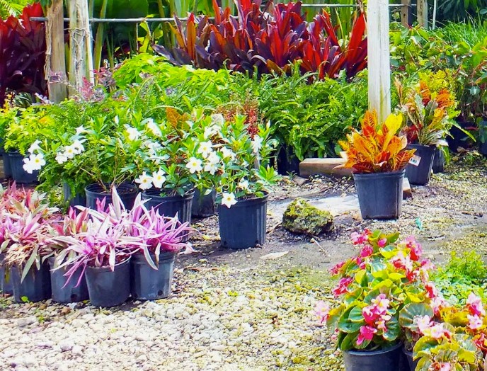 Planning to Buy Plants from a Nursery Heres What You Should Know