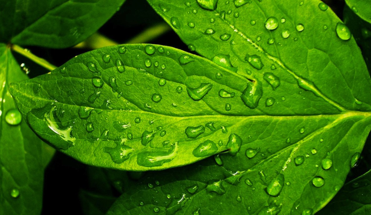 Dont Ignore These Leaf Signs They Reveal What Your Plant Needs
