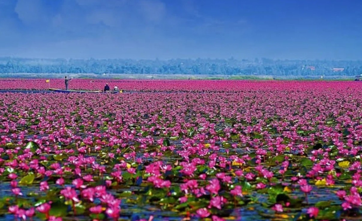 Kottayam Blooms in Pink Ambal Flower Season Begins Tourists Flock for the Spectacle