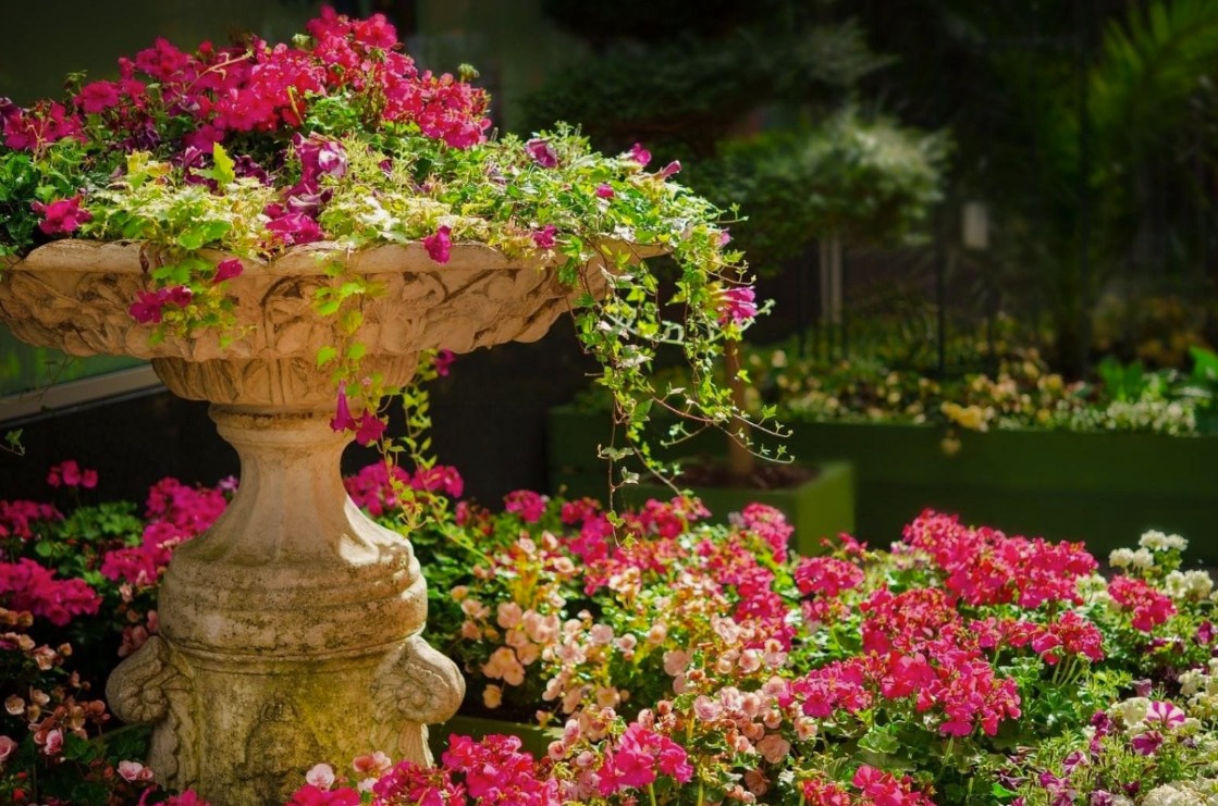 Tips to Make Garden Plants Bloom Beautifully at Home