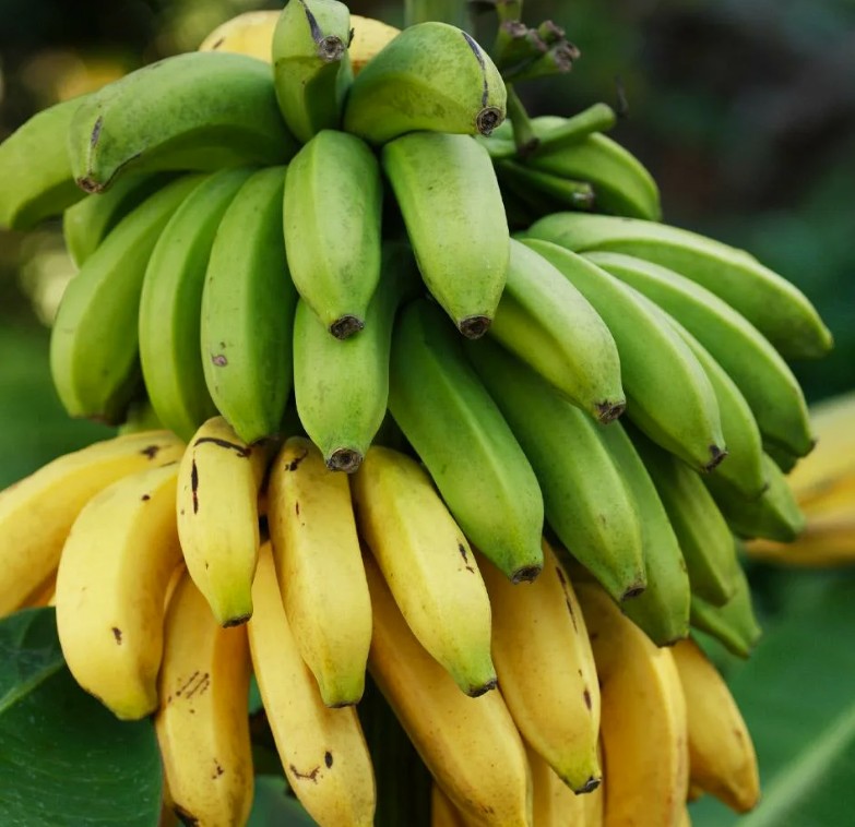 Is Eating Banana on an Empty Stomach in the Morning Good or Bad