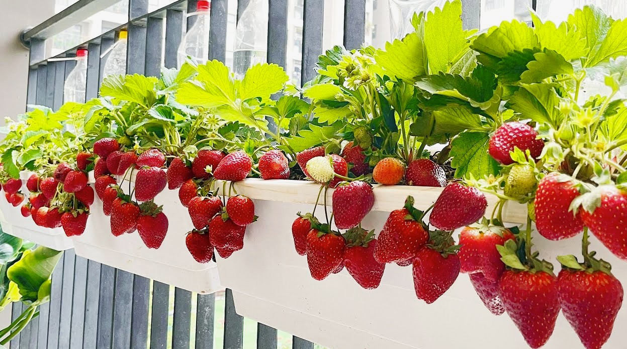 Turn Your Balcony into a Mini Fruit Garden Grow Fresh Healthy Fruits at Home