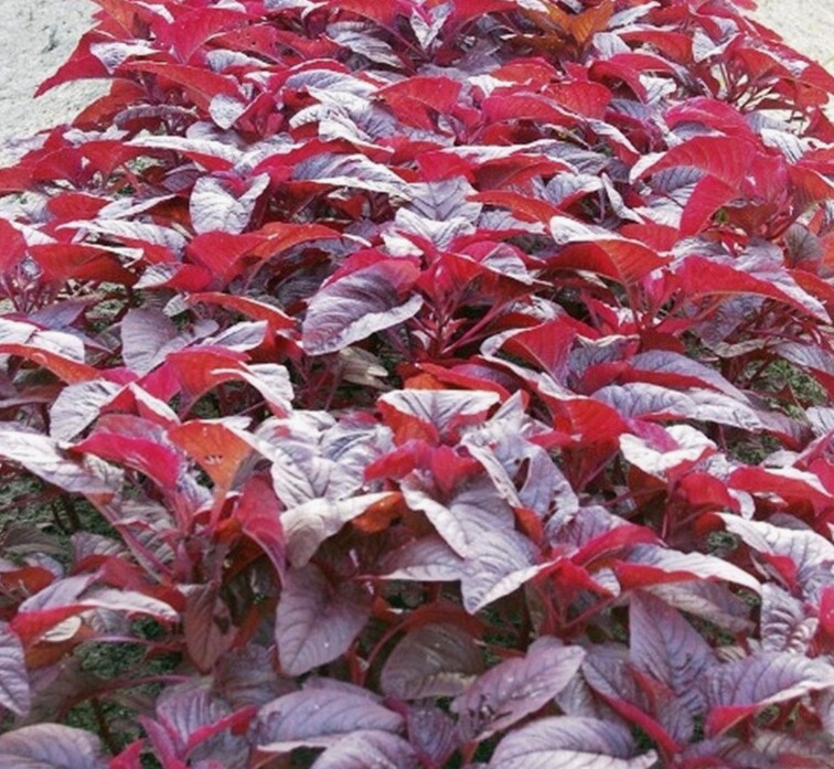 Grow Amaranthus Cheera Easily at Home Using Kanji Water