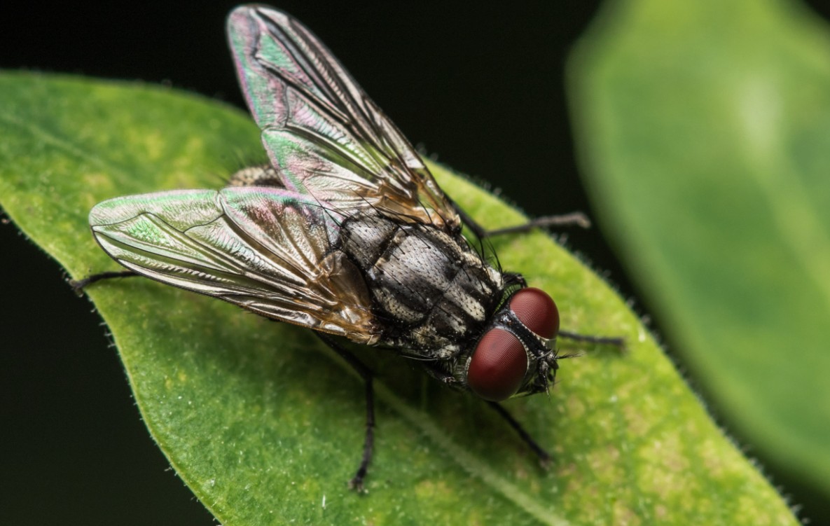 Monsoon Houseflies Natural Ways to Keep Them Away
