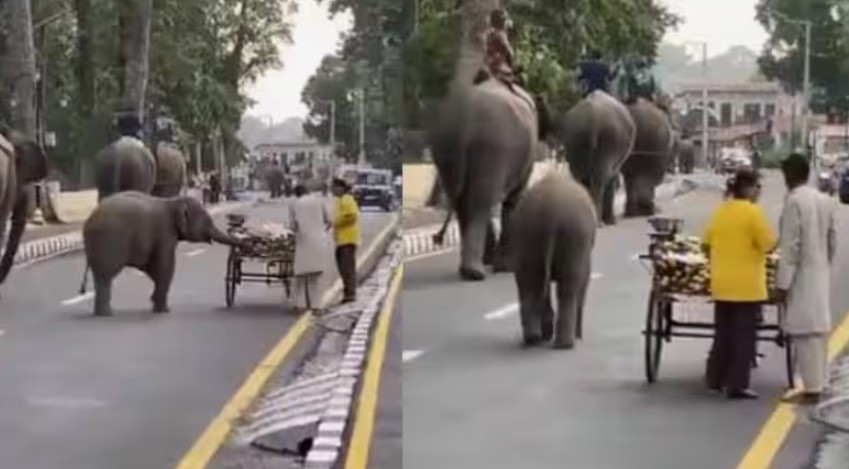 Playful Baby Elephant Tries to Steal Fruits from Cart Heartwarming Video Goes Viral